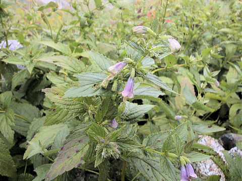 Nepeta subsessilis