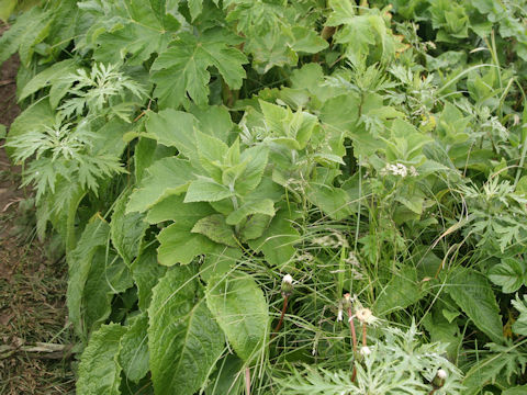 Nepeta subsessilis