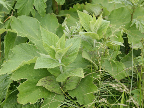Nepeta subsessilis