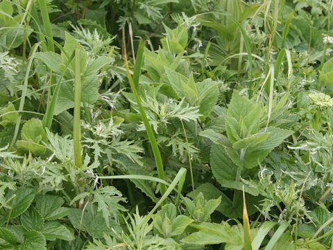 Nepeta subsessilis