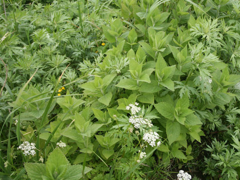 Nepeta subsessilis