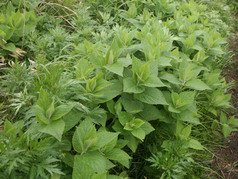 Nepeta subsessilis