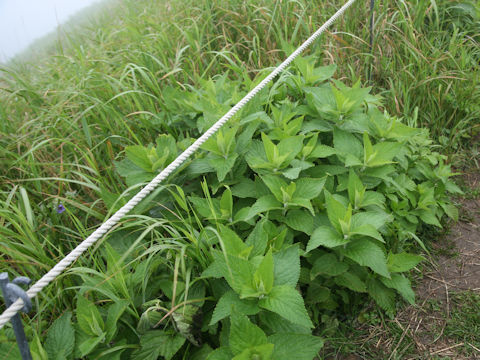 Nepeta subsessilis