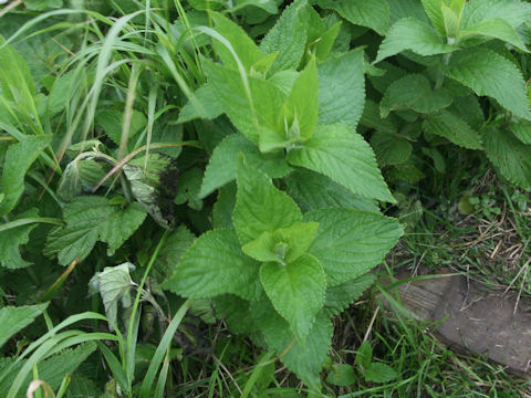 Nepeta subsessilis