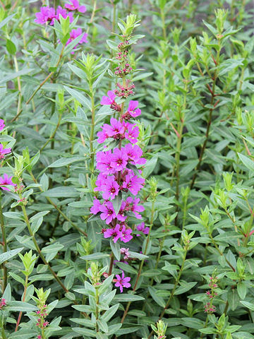 Lythrum anceps