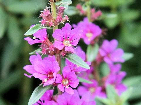 Lythrum anceps