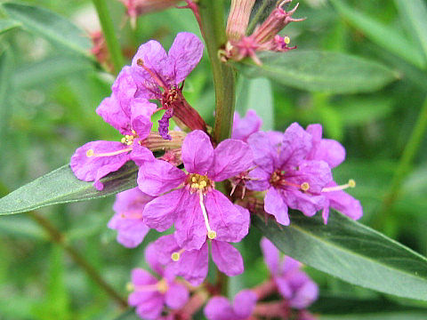 Lythrum anceps