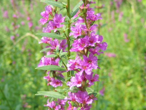 Lythrum anceps