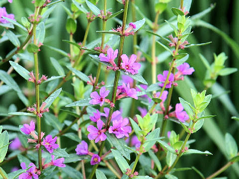 Lythrum anceps