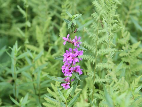 Lythrum anceps