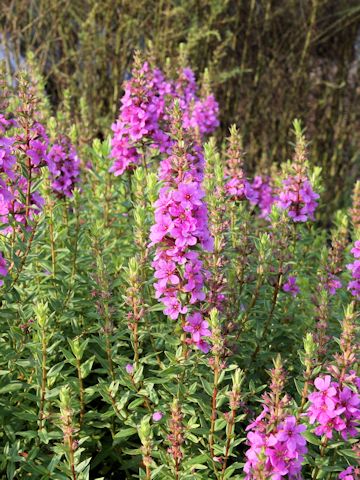 Lythrum anceps