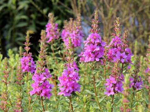 Lythrum anceps