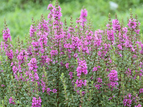 Lythrum anceps