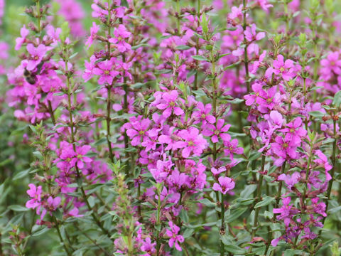 Lythrum anceps