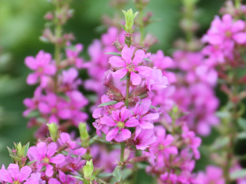 Lythrum anceps