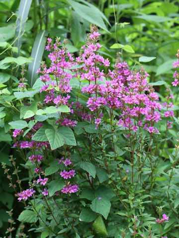 Lythrum anceps