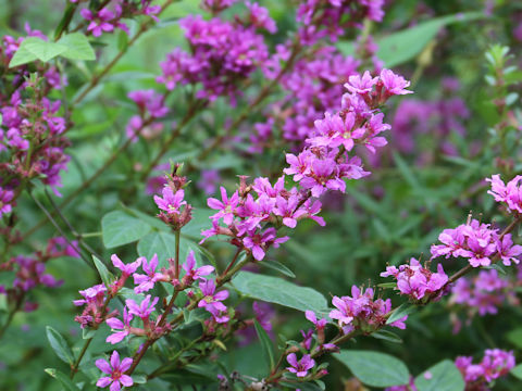 Lythrum anceps