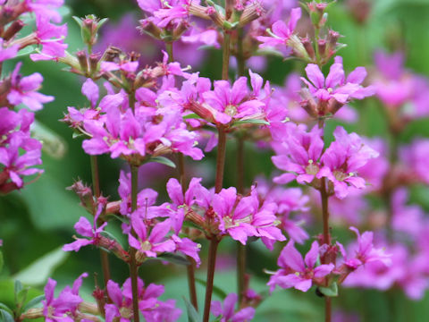 Lythrum anceps