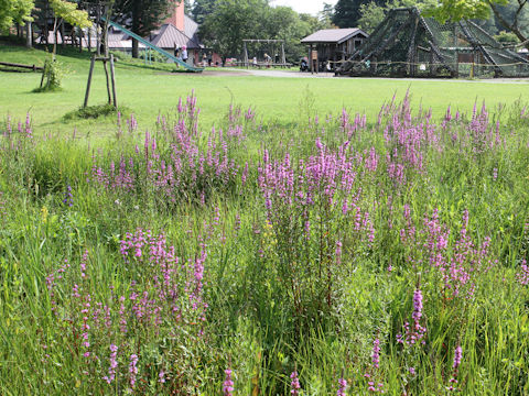 Lythrum anceps