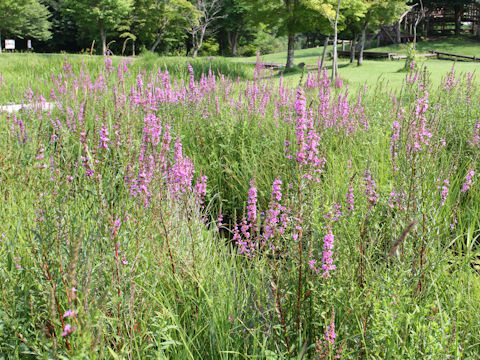 Lythrum anceps