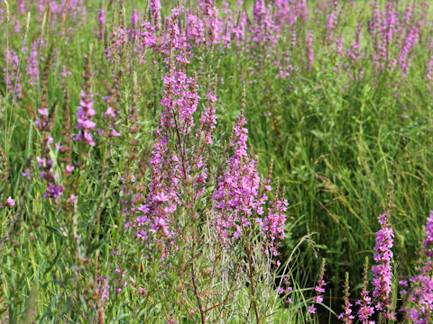 Lythrum anceps