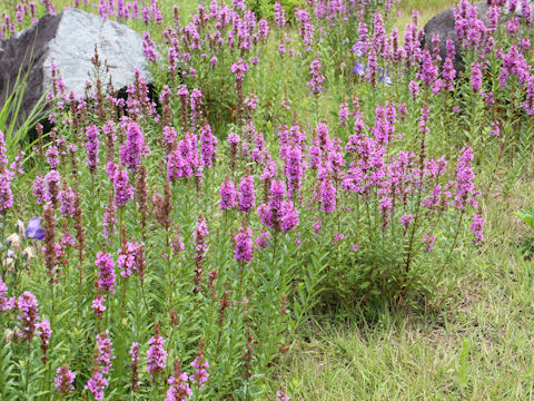 Lythrum anceps