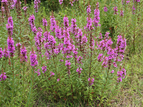 Lythrum anceps