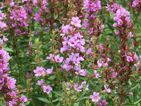 Lythrum anceps