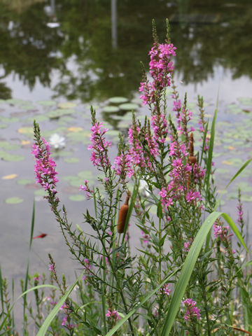 Lythrum anceps