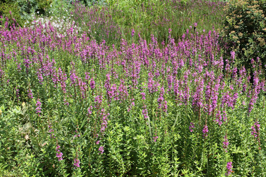 Lythrum anceps