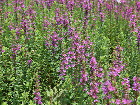 Lythrum anceps