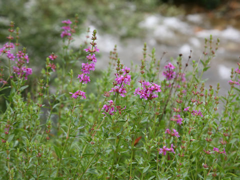 Lythrum anceps