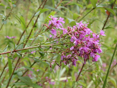 Lythrum anceps