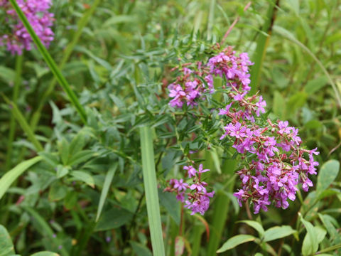 Lythrum anceps