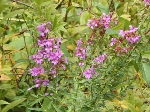 Lythrum anceps