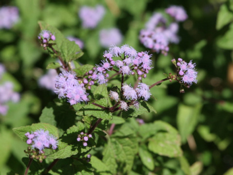 Eupatorium coelestinum