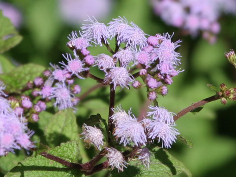 Eupatorium coelestinum