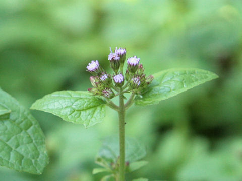 Eupatorium coelestinum