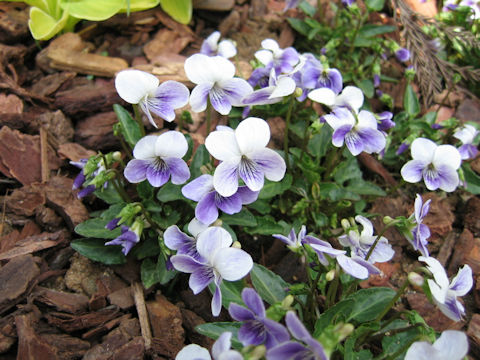 Viola cv. Misuzu