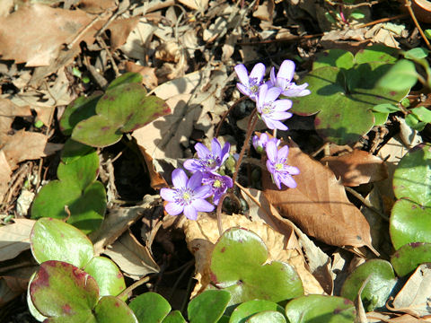 Hepatica nobilis var. japonica