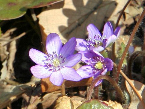 Hepatica nobilis var. japonica