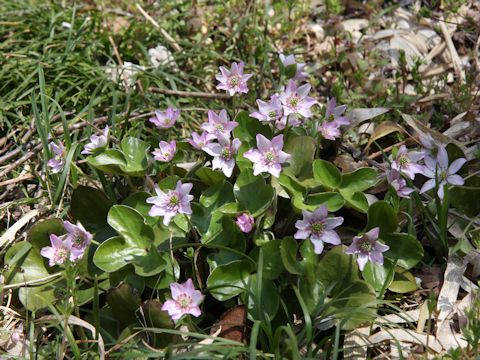 Hepatica nobilis var. japonica