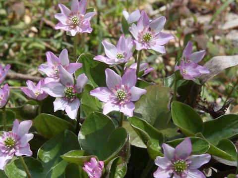 Hepatica nobilis var. japonica