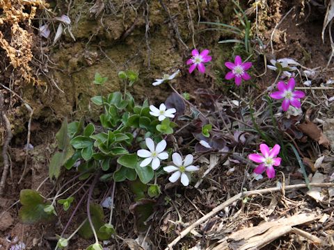 Hepatica nobilis var. japonica