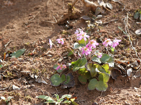 Hepatica nobilis var. japonica