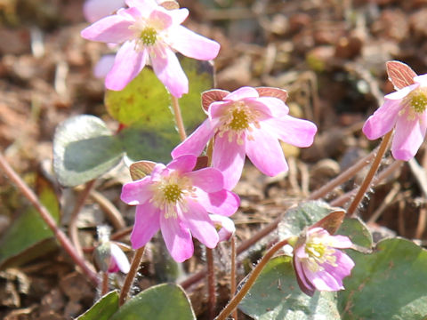 Hepatica nobilis var. japonica