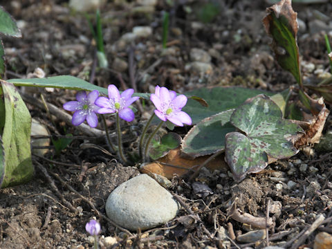 Hepatica nobilis var. japonica