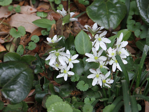 Hepatica nobilis var. japonica