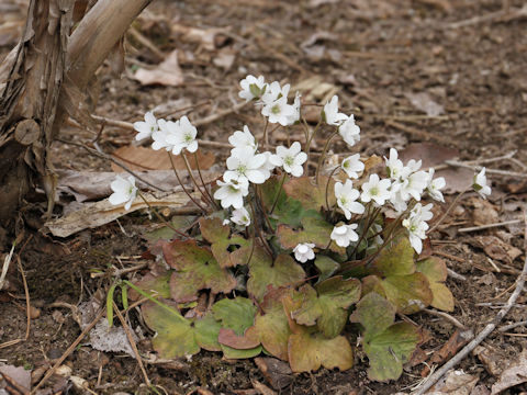 Hepatica nobilis var. japonica