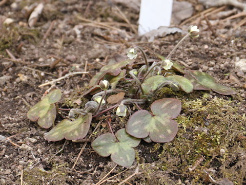 Hepatica nobilis var. japonica